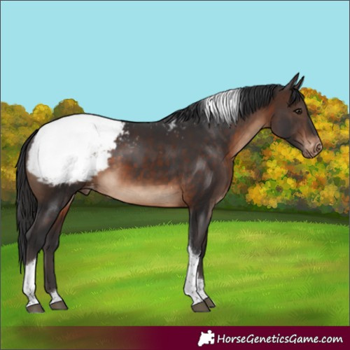 Horse Color:Brown Tobiano Appaloosa Rabicano 