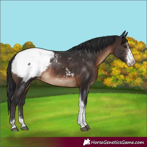 Horse Color:Brown Sabino Tobiano Appaloosa Rabicano 