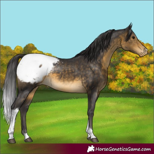 Horse Color:Buckskin Tobiano Appaloosa Rabicano 