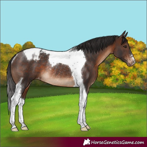 Horse Color:Brown Tobiano Appaloosa Rabicano 