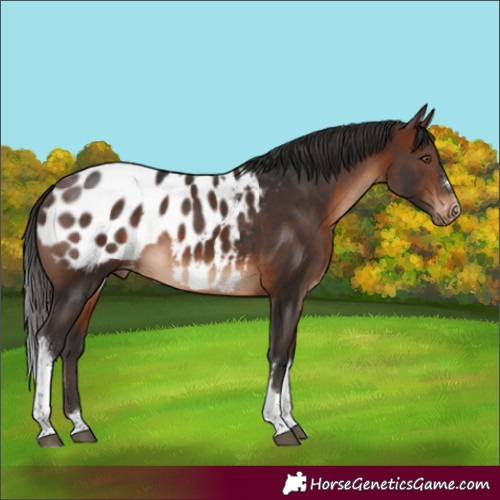 Horse Color:Brown Tobiano Blanket