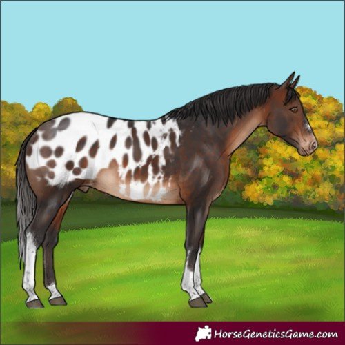 Horse Color:Brown Tobiano Appaloosa 
