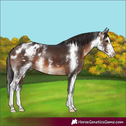 Horse Color:Brown Sabino Appaloosa