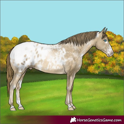 Horse Color:White Spotted Buckskin Pearl Sabino Appaloosa
