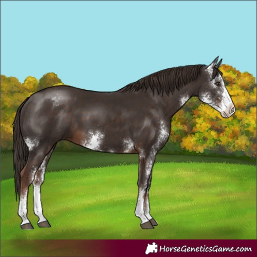 Horse Color:Liver Chestnut Sabino
