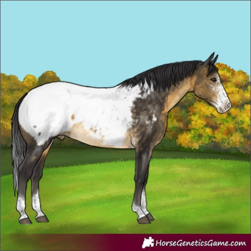 Horse Color:Buckskin Sabino Tobiano Appaloosa