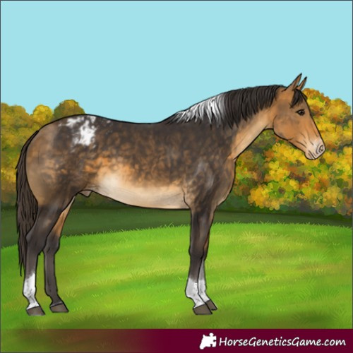Horse Color:Buckskin Sabino Tobiano Appaloosa Rabicano