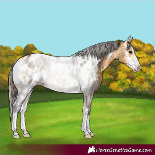 Horse Color:Buckskin Sabino Appaloosa