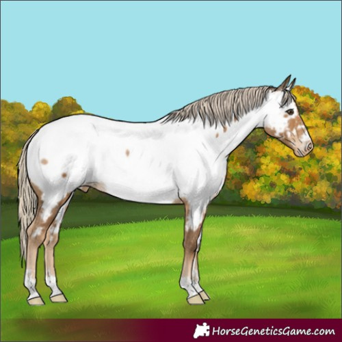 Horse Color:Chocolate Palomino Appaloosa Rabicano 