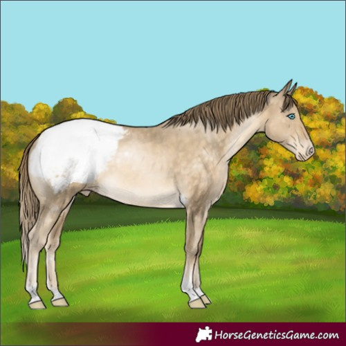 Horse Color:Buckskin Pearl Tobiano Appaloosa 