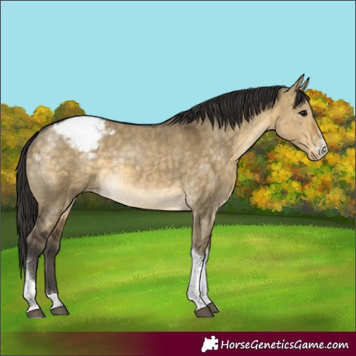 Horse Color:Buckskin Dun Sabino Tobiano Appaloosa Rabicano 