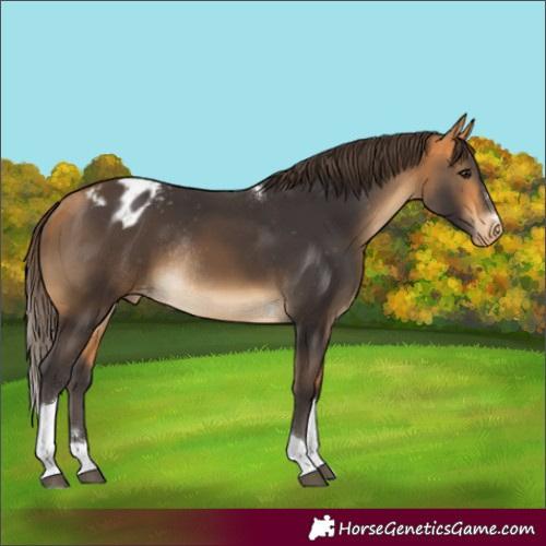 Horse Color:Buckskin Tobiano Appaloosa Rabicano 