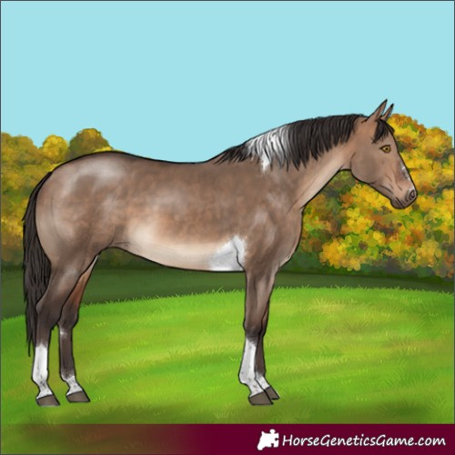 Horse Color:Bay Dun Tobiano 