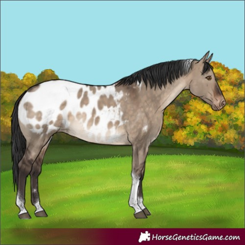 Horse Color:Brown Dun Tobiano Appaloosa