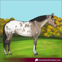 Horse Color:Brown Dun Tobiano Blanket