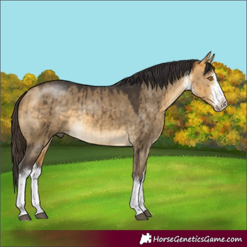 Horse Color:White Spotted Buckskin Dun Brindle