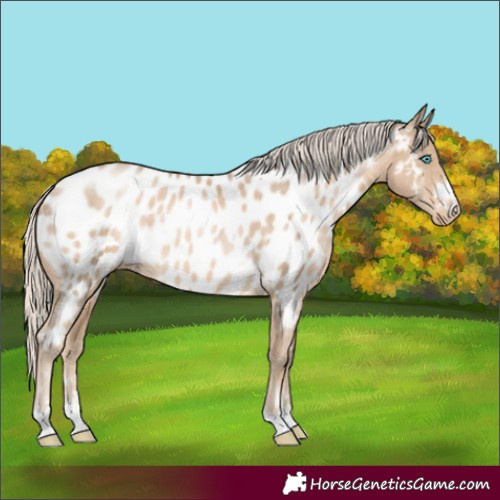 Horse Color:Chocolate Palomino Pearl Appaloosa 