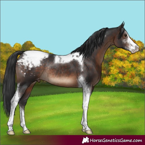 Horse Color:Brown Sabino Tobiano Appaloosa Rabicano 