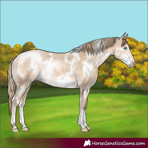 Horse Color:White Spotted Perlino Sabino Rabicano 