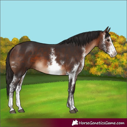 Horse Color:Brown Sabino