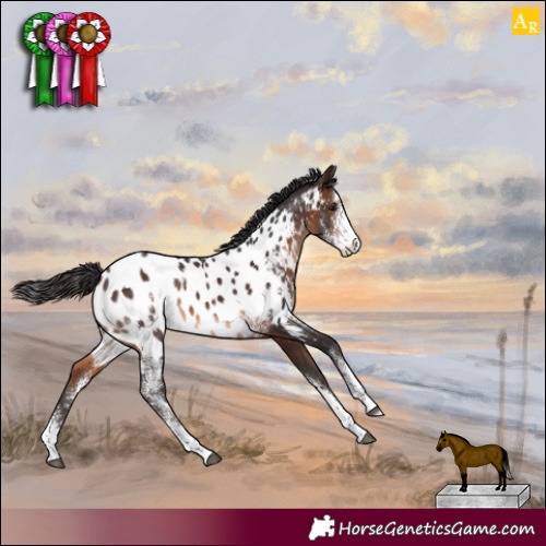 Horse Color:Brown Sabino Appaloosa