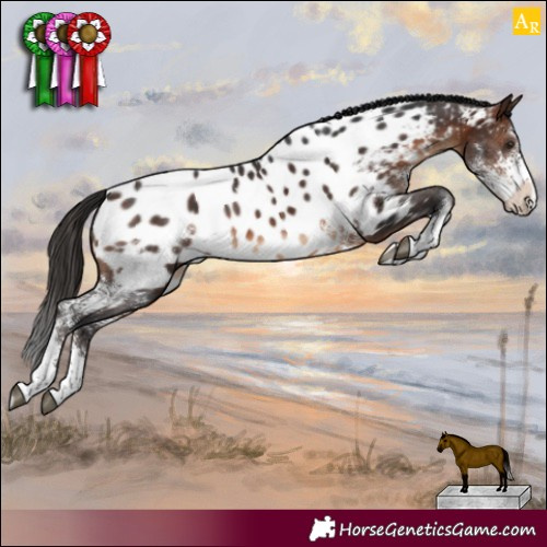 Horse Color:Brown Sabino Blanket