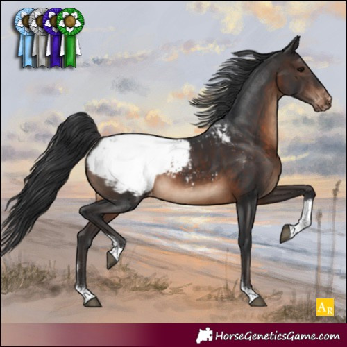 Horse Color:Brown Tobiano Appaloosa Rabicano 