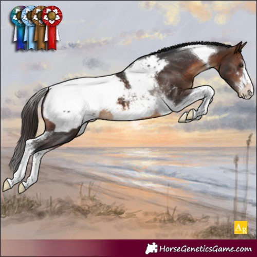 Horse Color:Brown Tobiano Appaloosa