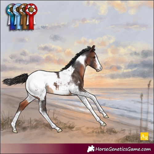 Horse Color:Brown Tobiano Appaloosa 