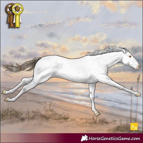 Horse Color:Buckskin Dun Sabino Appaloosa 