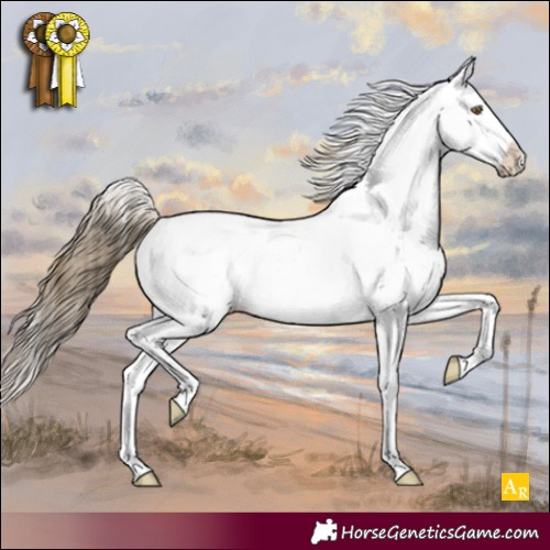 Horse Color:Buckskin Dun Sabino Appaloosa 