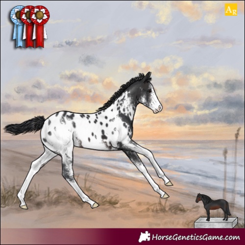Horse Color:Brown Sabino Appaloosa 