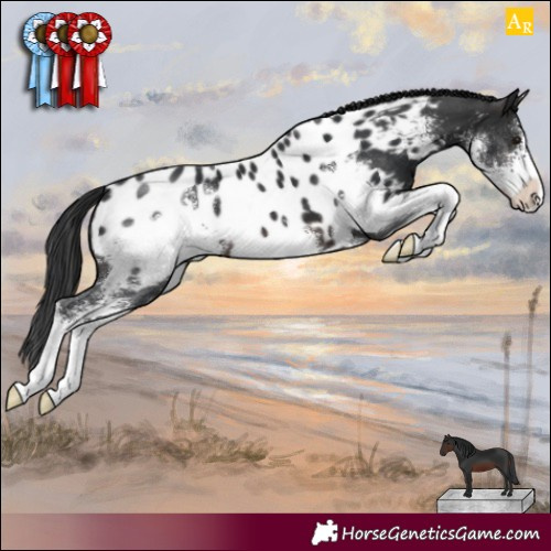 Horse Color:Brown Sabino Appaloosa