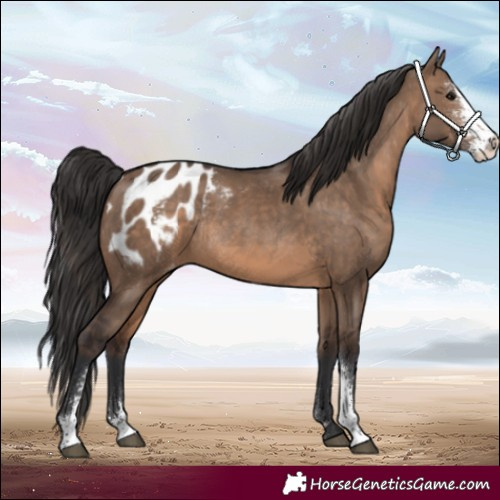 Horse Color:Brown Dun Sabino Appaloosa Rabicano 