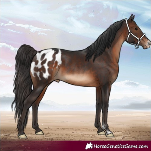 Horse Color:Brown Sabino Appaloosa