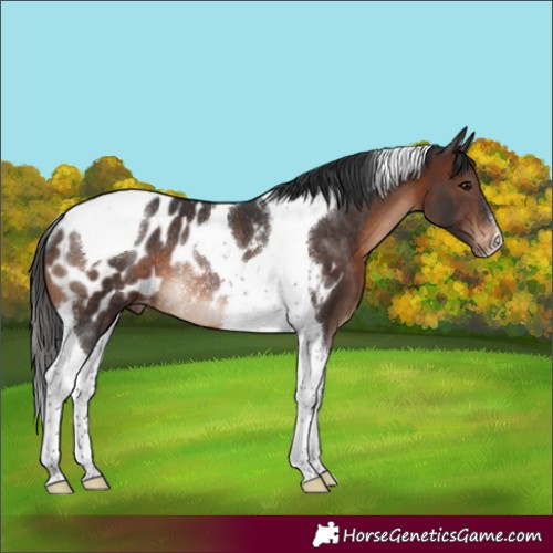 Horse Color:Brown Tobiano Appaloosa Rabicano