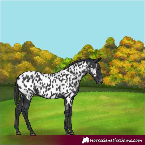 Horse Color:Black Appaloosa