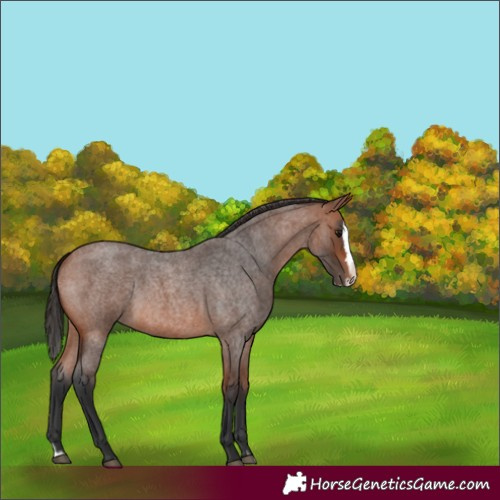 Horse Color:Bay Roan Splash 