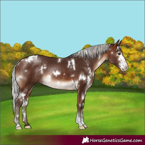 Horse Color:White Spotted Silver Brown Sabino Rabicano