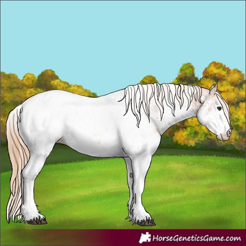 Horse Color:White Spotted Chestnut Appaloosa 