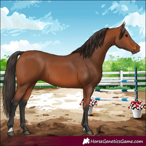 Horse Color:Bay 