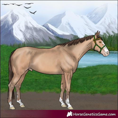 Horse Color:Amber Champagne