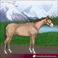 Horse Color:Amber Champagne