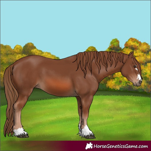 Horse Color:Chestnut 