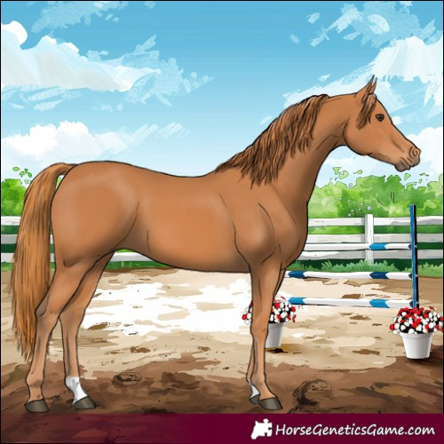 Horse Color:Chestnut 