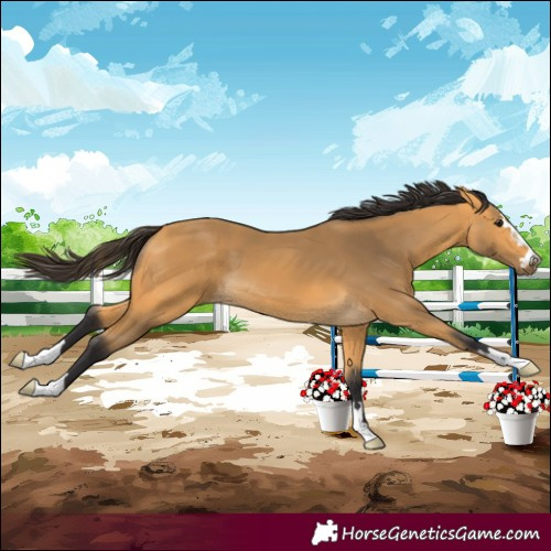 Horse Color:Buckskin