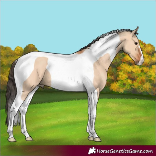 Horse Color:Bay Dun Tobiano 