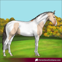 Horse Color:Bay Dun Tobiano