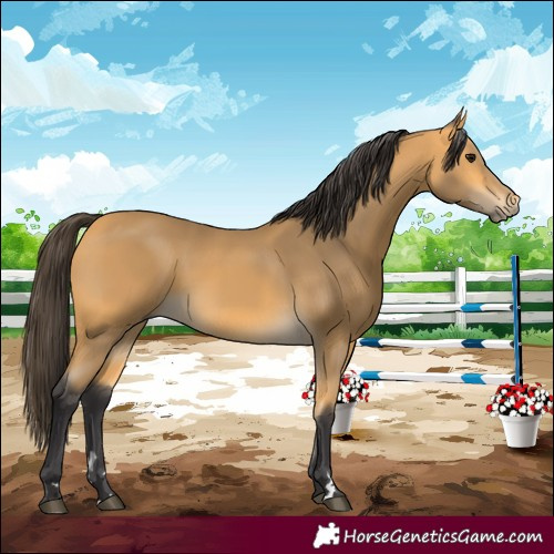 Horse Color:Buckskin 