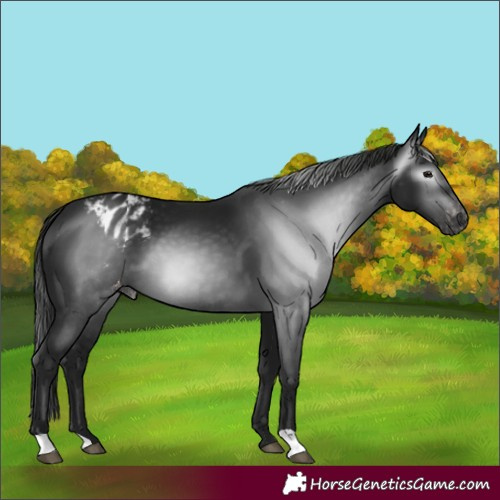 Horse Color:Gray Black Blanket